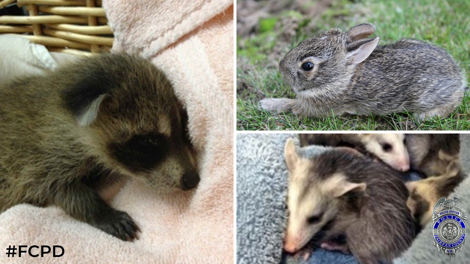 Baby Animals March 2022